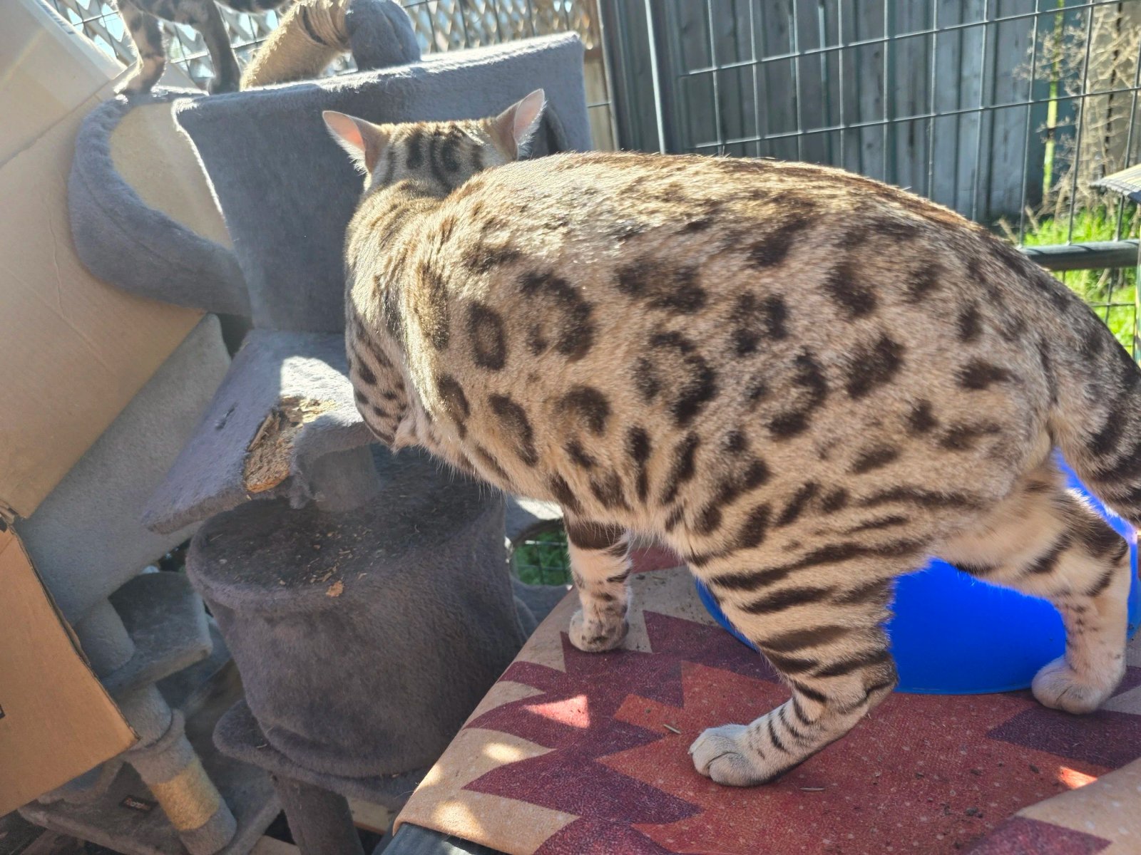 Bengal kitten