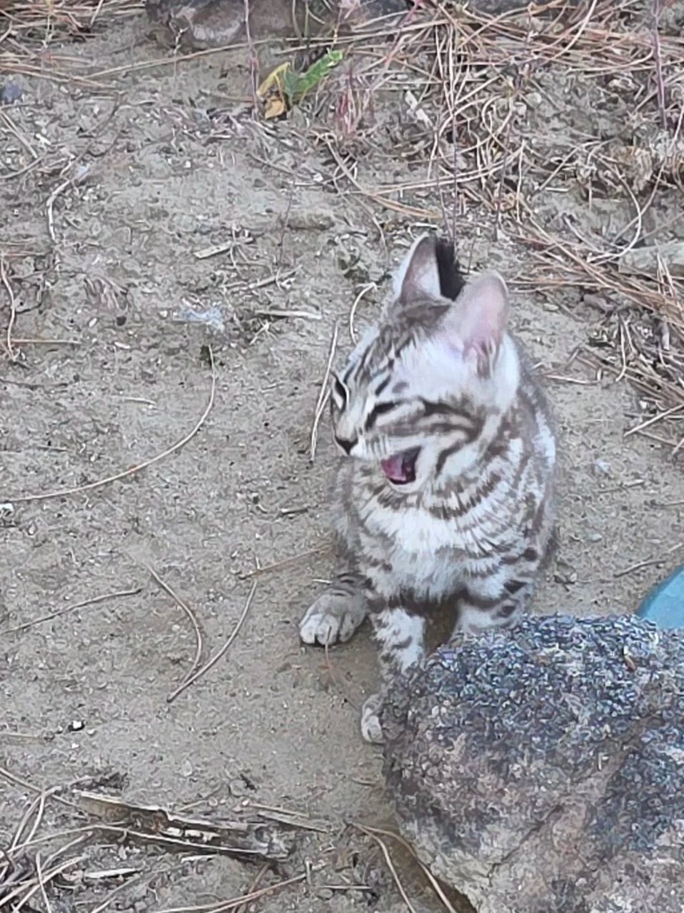 Bengal cat