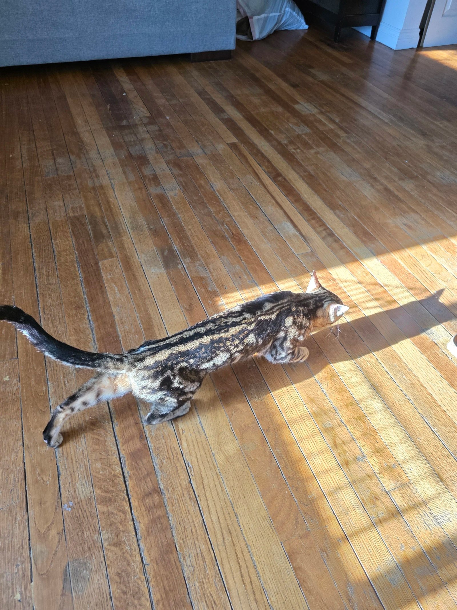 Bengal cat