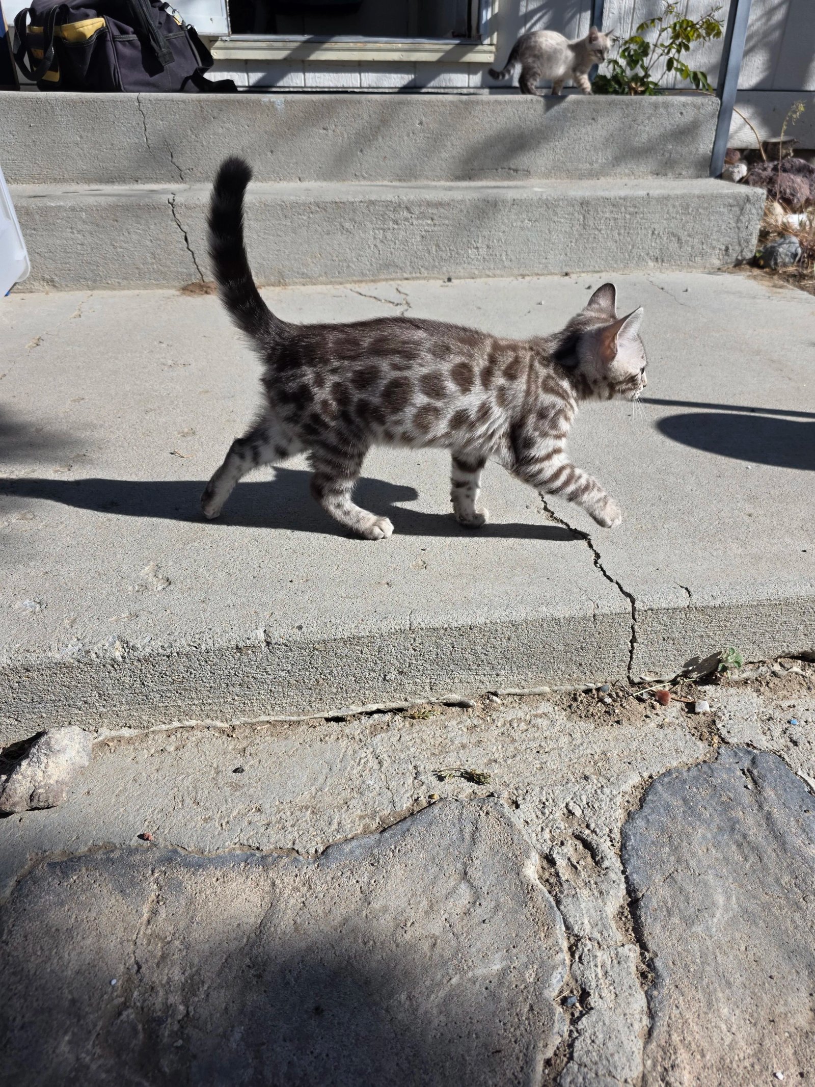 Bengal cat at Shady Spots Cat Ranch