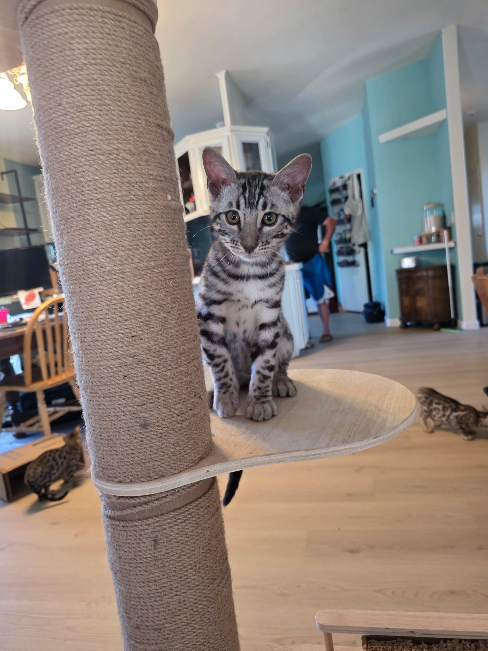 Bengal cat at Shady Spots Cat Ranch
