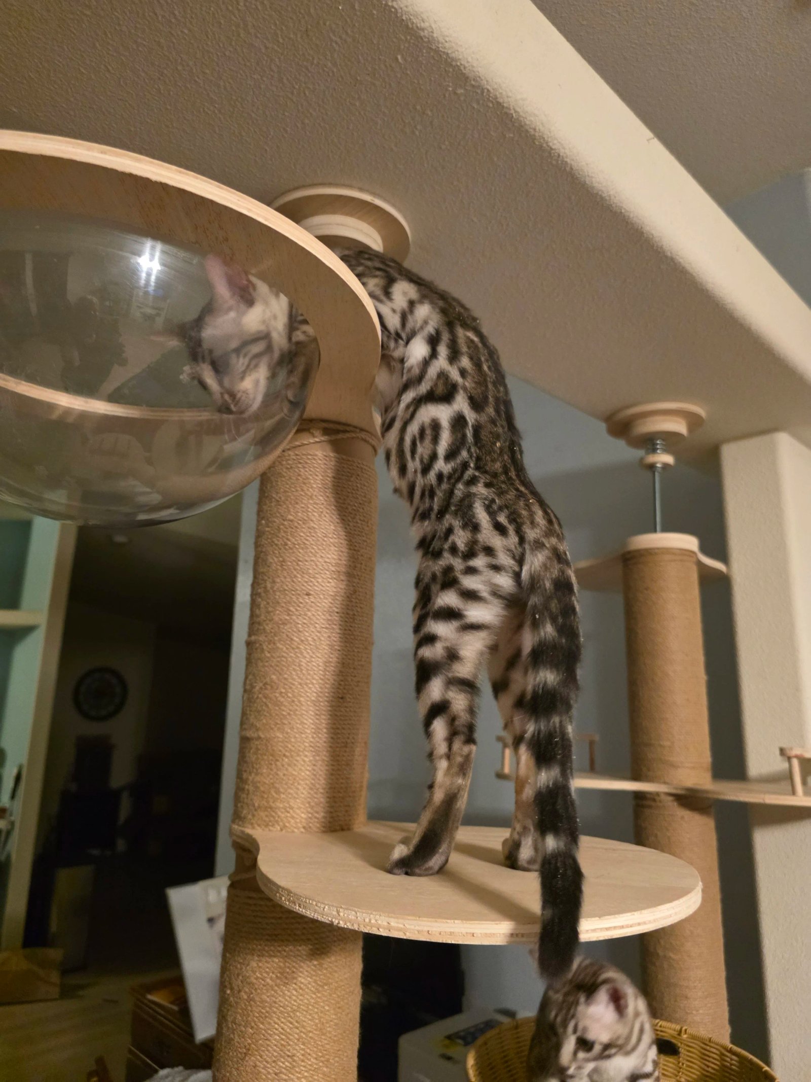Bengal kittens at Shady Spots Cat Ranch