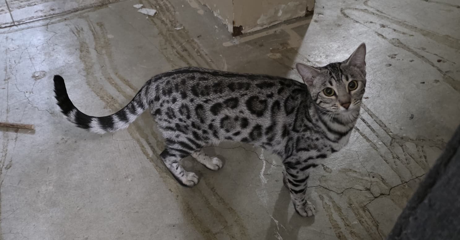 Ahsoka — Bengal Queen at Shady Spots Cat Ranch
