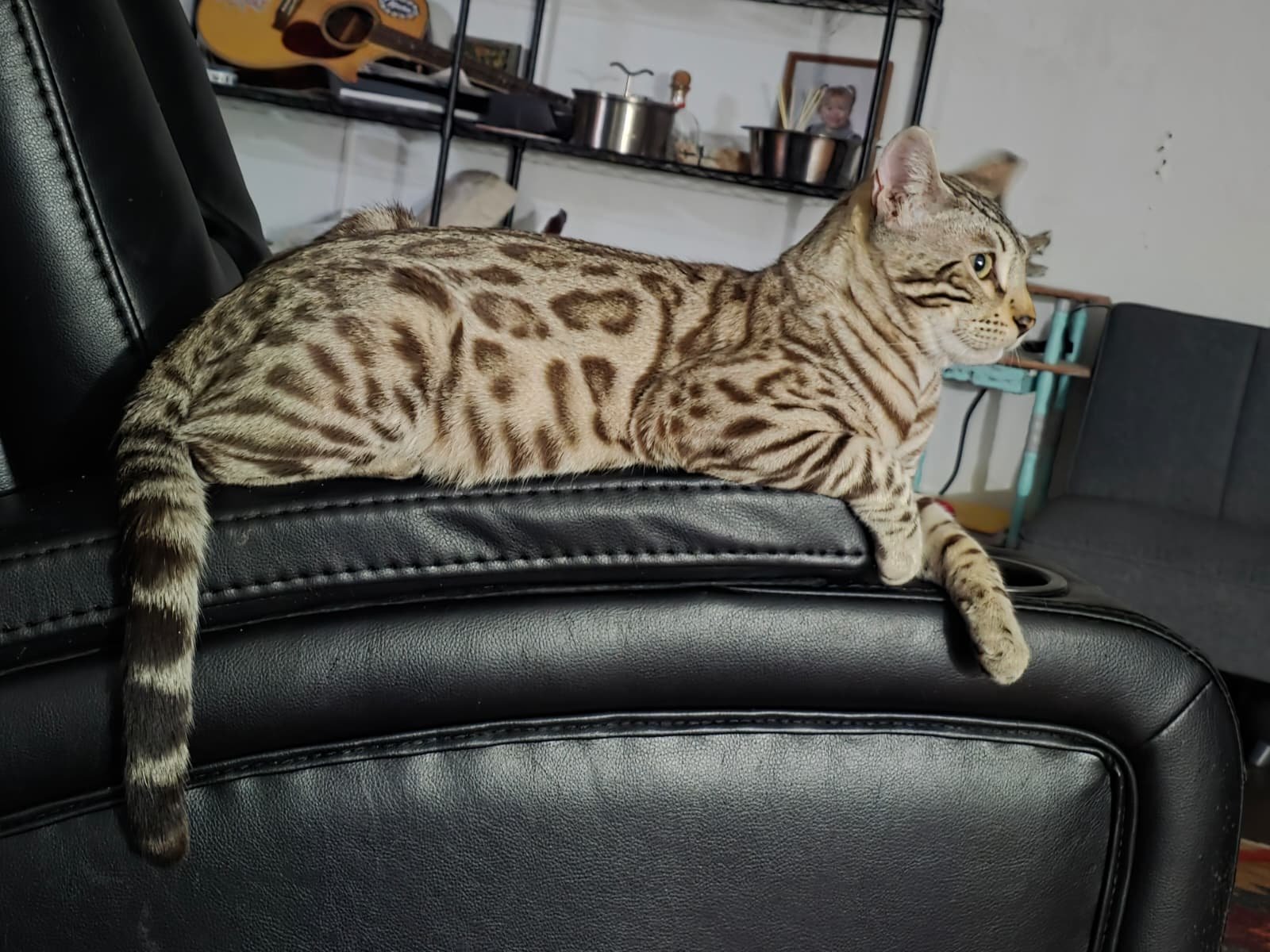 Our Bengal cats
