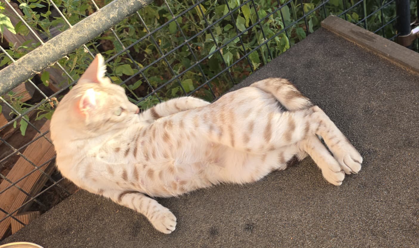Retired Bengal cats at Shady Spots Cat Ranch