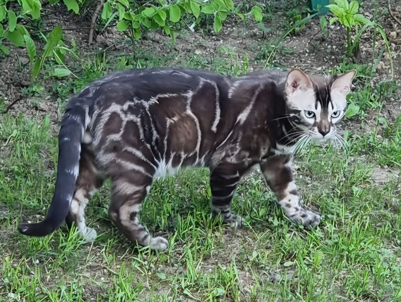 Rokki stud