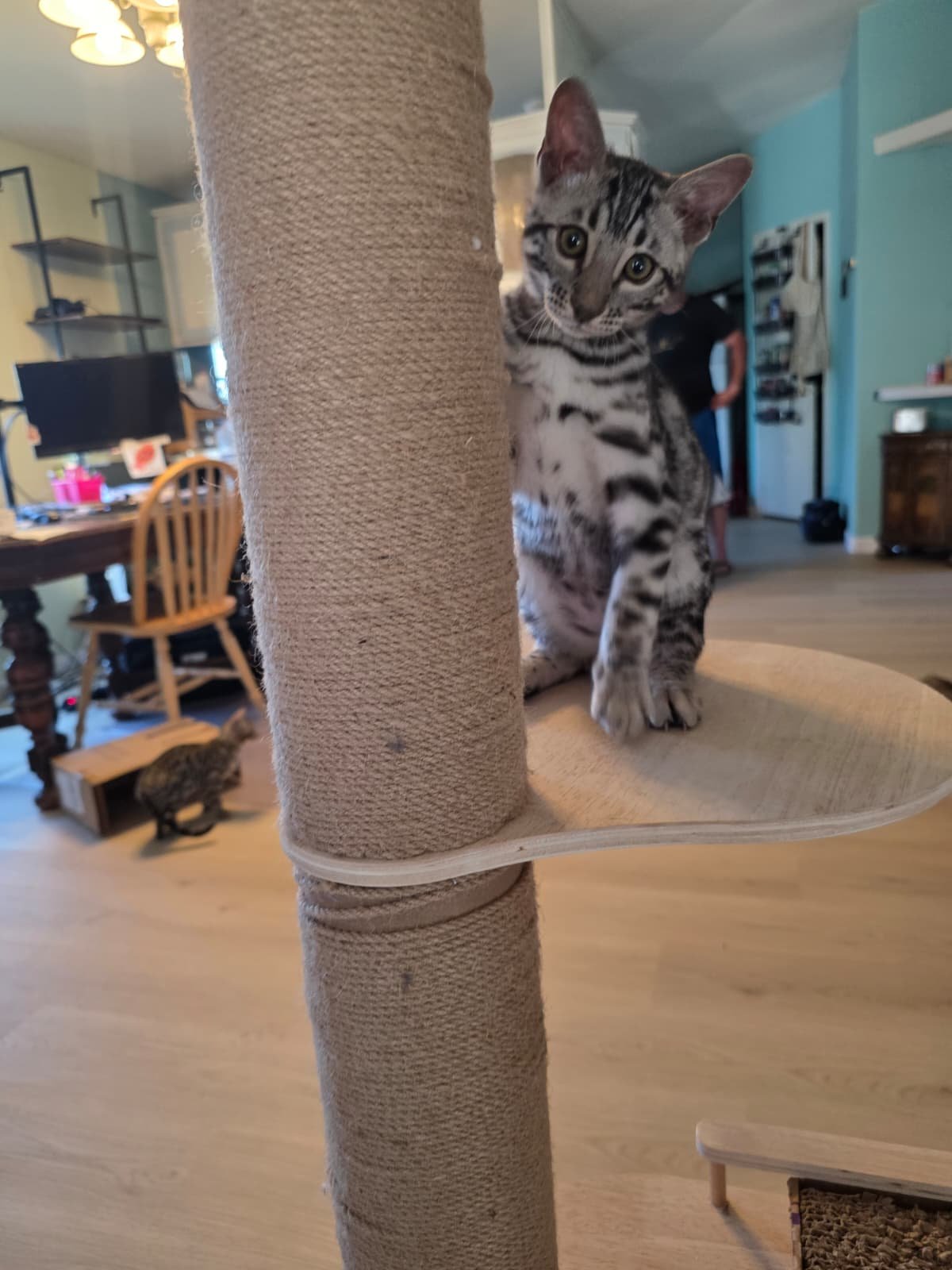 Steele — Silver Glitter Bengal Kitten