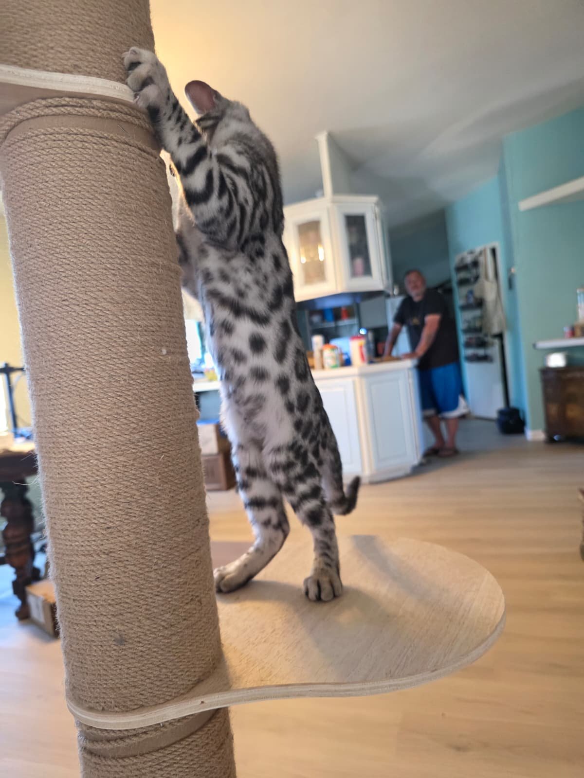 Steele kitten