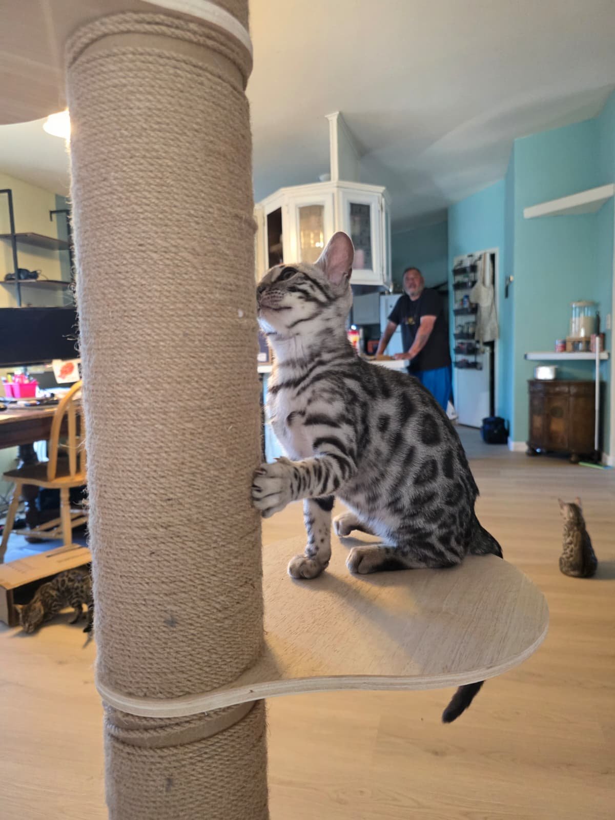 Steele — Bengal kitten available for virtual visit