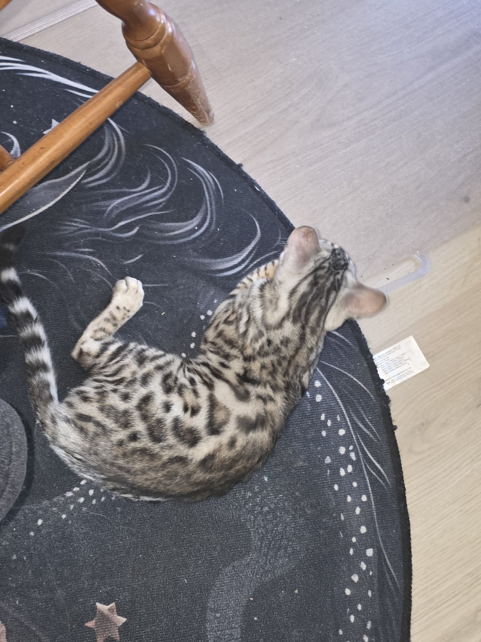 Stone — available Bengal kitten