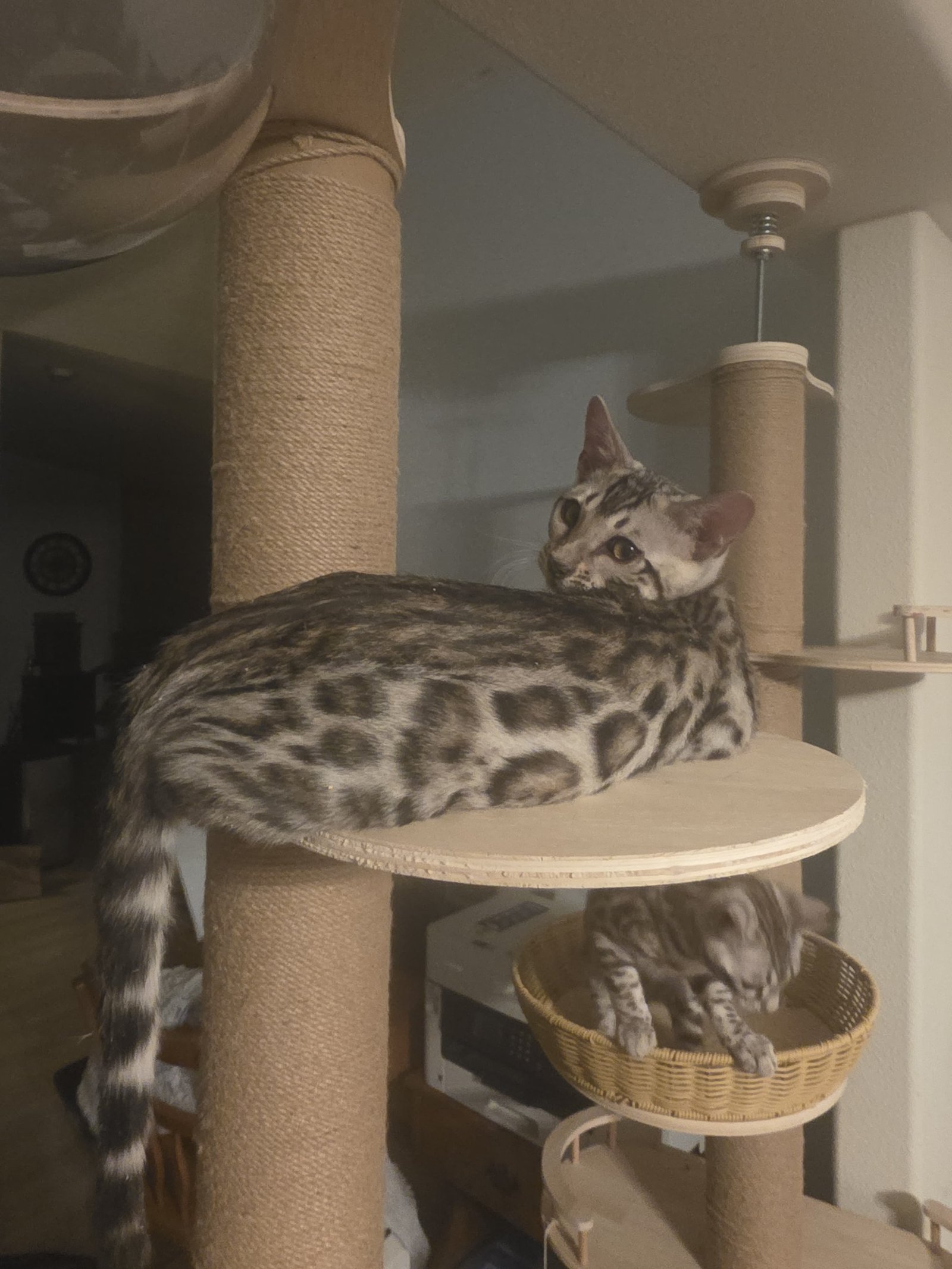 Bengal kitten at Shady Spots Cat Ranch
