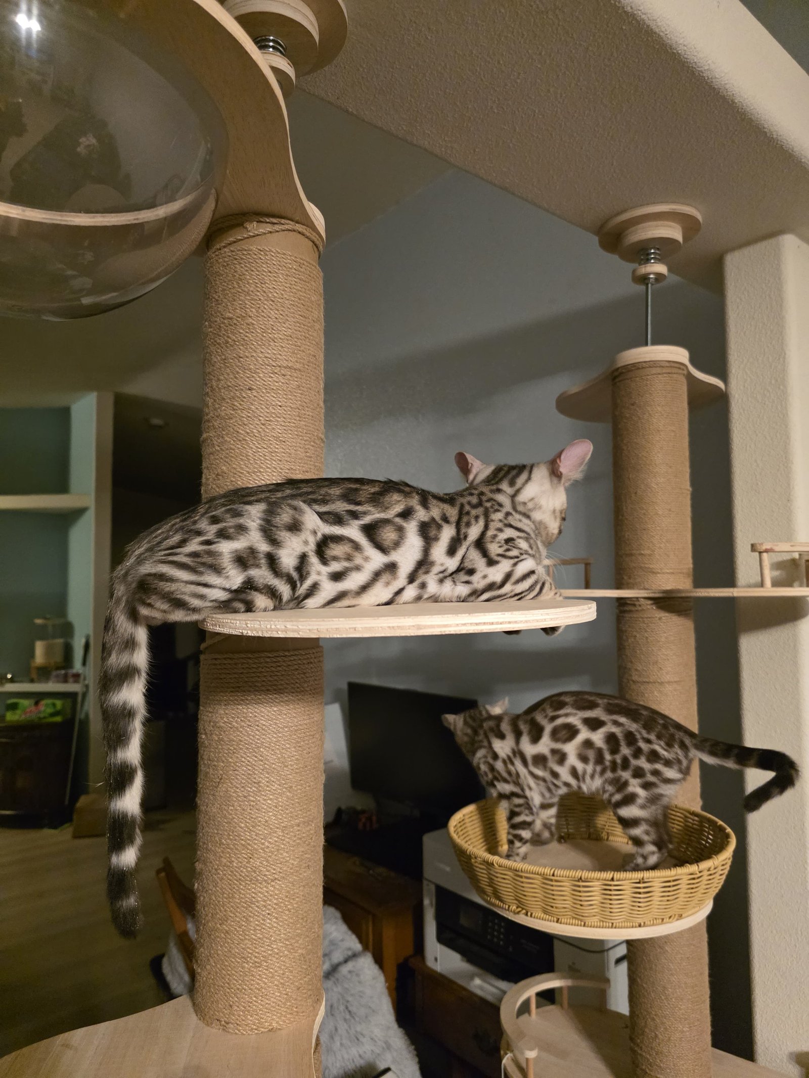 Available Bengal kittens